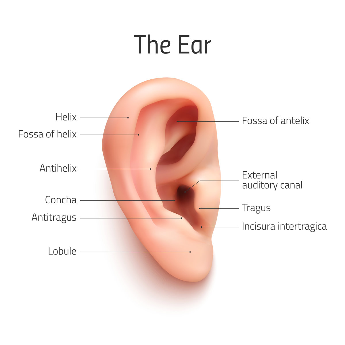 Realistic Ear Infographic